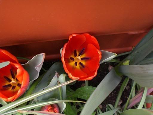 tulip-11.jpg