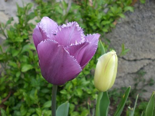 tulip-14.jpg