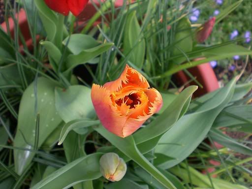 tulip-9.jpg