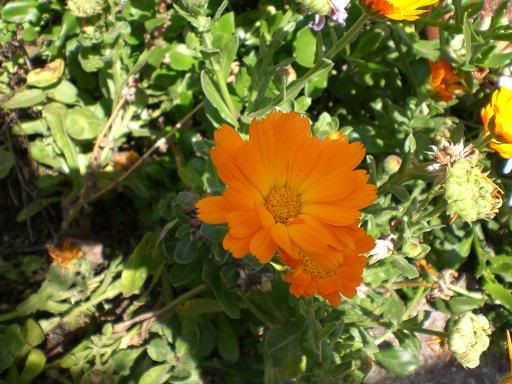 calendulaarancio08.jpg