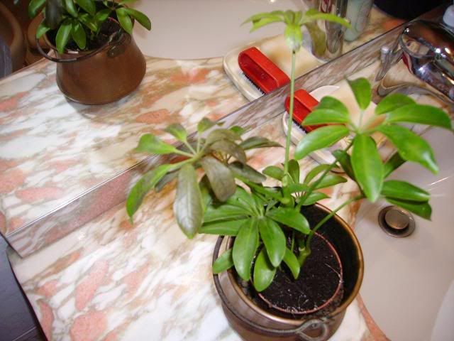 scheffleramalata229.jpg