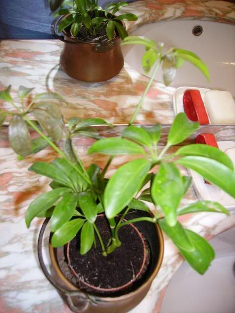 scheffleramalata29.jpg