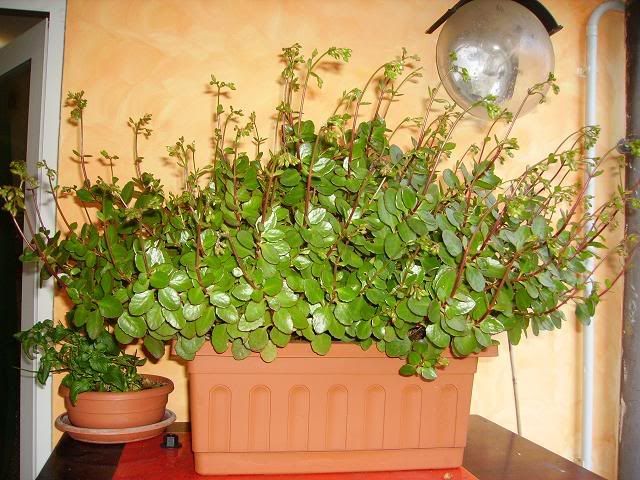 ciccianome15.jpg