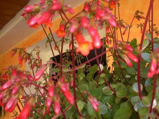 kalanchoeblossfeldiana215.jpg