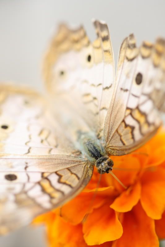 IMAGE: http://i93.photobucket.com/albums/l63/pennypue/POTN/Krohn157.jpg