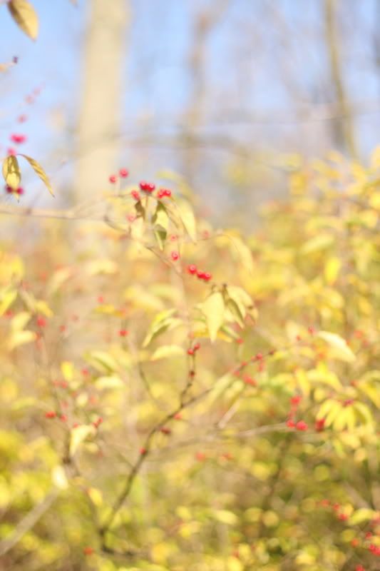 IMAGE: http://i93.photobucket.com/albums/l63/pennypue/POTN/leavesnberries.jpg