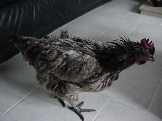 soggychooks006.jpg