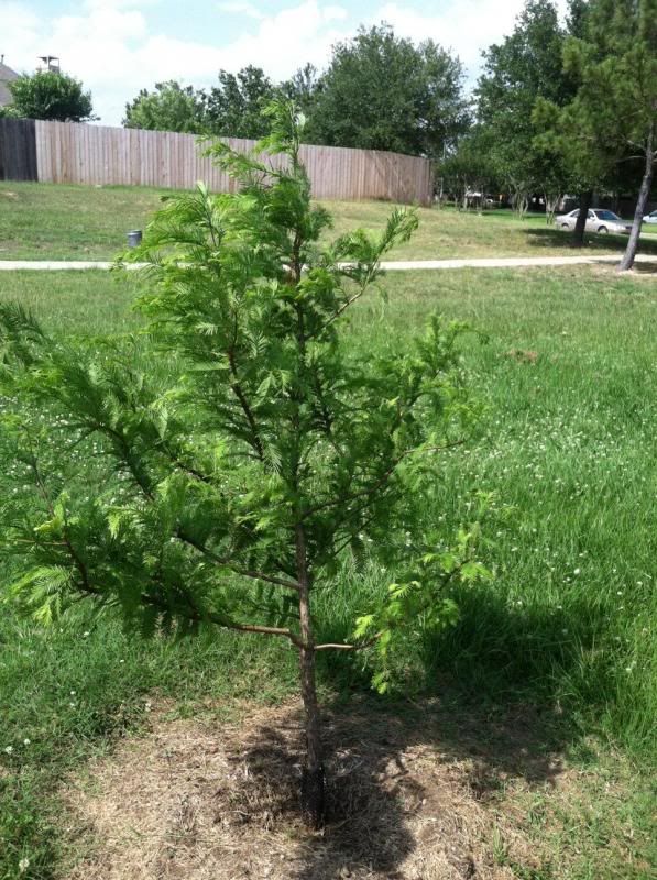 photo dawnredwood.jpg