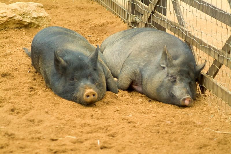 DSCF0949.jpg Sleeping Pigs 3 image by nitrammik