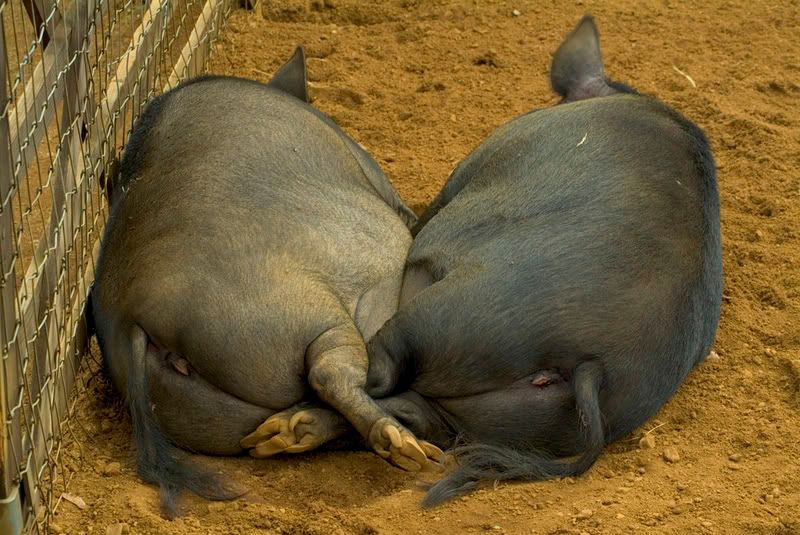 DSCF0954.jpg Sleeping Pigs 1 image by nitrammik