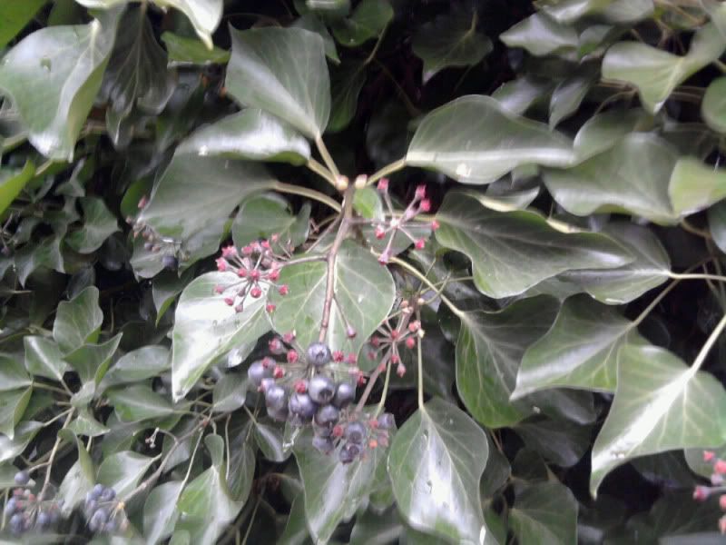 Edible Wild Berry Identification Chart