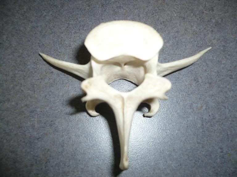 Can you identify this animal bone?