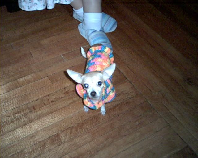 Crochetedchihuahuadogsweaters001.jpg