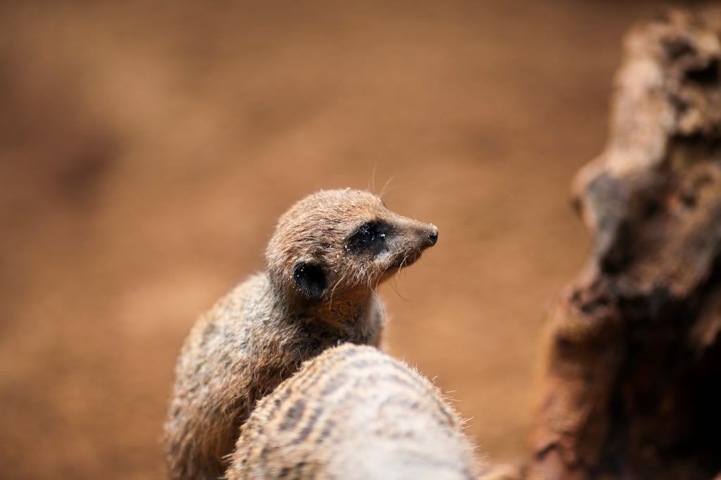 IMAGE: http://i93.photobucket.com/albums/l71/kmtyb/IMG_5254-1.jpg