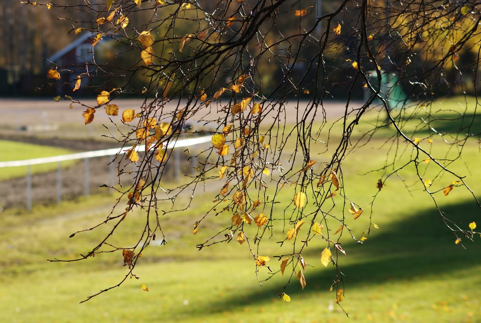 Postad bild