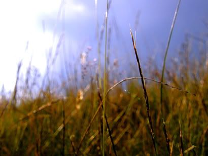 Photography Blog, macro, grass, sun