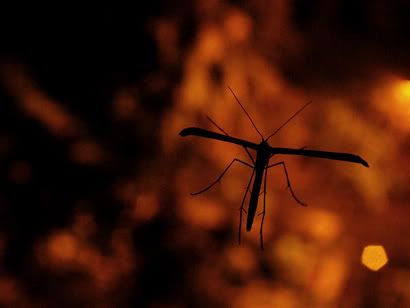 Photography Blog, insect, macro, night, silhouette, contre-jour