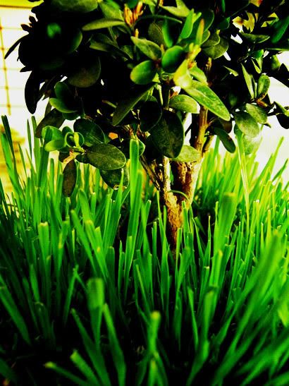photography blog, color, green, tree, grass, bonsai, macro, plant