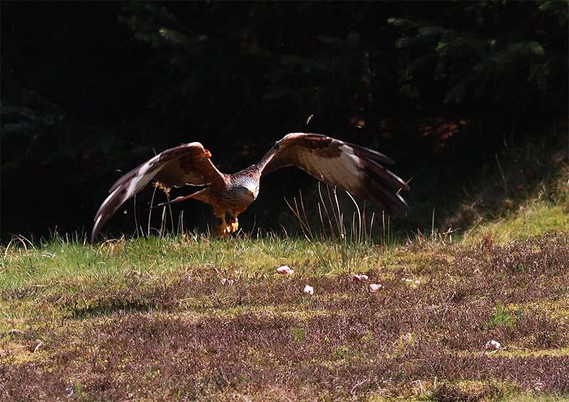 red-kite-17.jpg