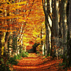 http://i93.photobucket.com/albums/l72/thegypsypoet/glimglamoury/autumn/eiluned-autumnset10.png