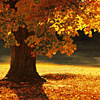 http://i93.photobucket.com/albums/l72/thegypsypoet/glimglamoury/autumn/eiluned-autumnset26.png