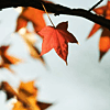 http://i93.photobucket.com/albums/l72/thegypsypoet/glimglamoury/autumn/eiluned-autumnset34.png