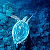 41-1.jpg turtle image by Tcklemesilly1092