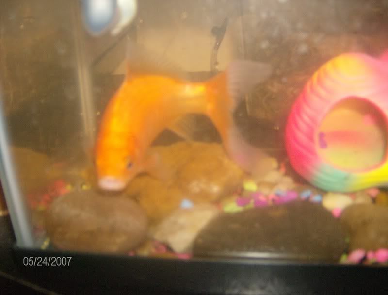 PICS of Family Pet(s)