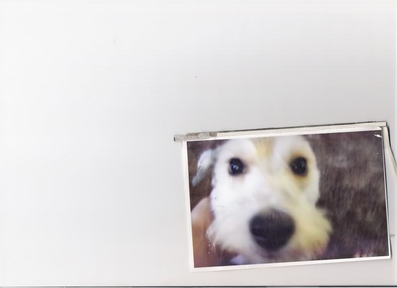 PICS of Family Pet(s)