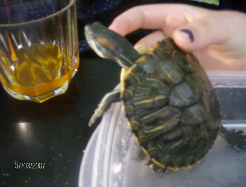 PICS of Family Pet(s)