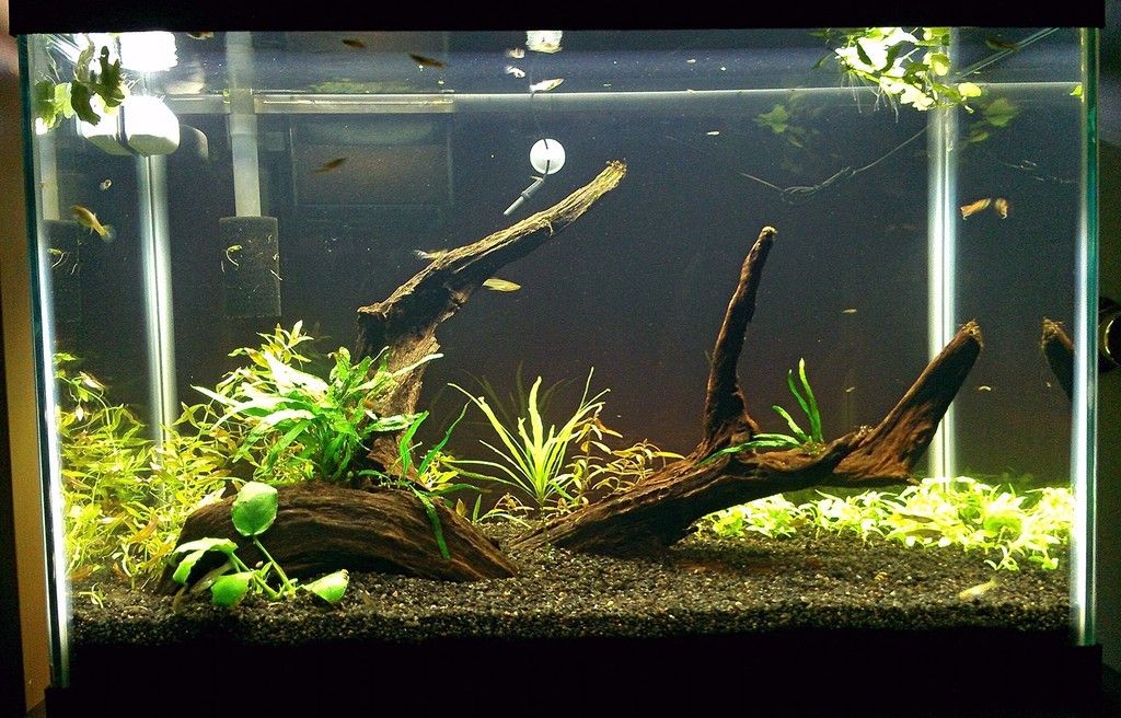 First Planted 20 Gallon Tank | The Planted Tank Forum