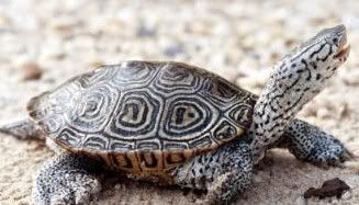 Terrapin Pictures, Images and Photos