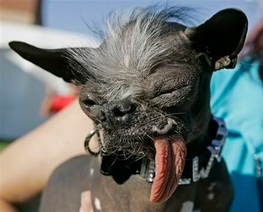 ugly dog Pictures, Images and Photos