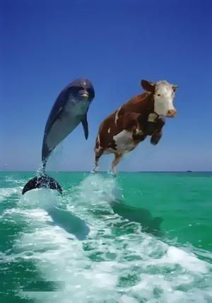 Dolphin Cow Pictures, Images and Photos
