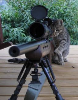 snipper cat Pictures, Images and Photos
