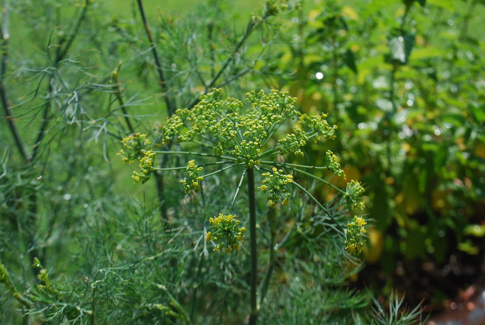 Garden 6-25-2012