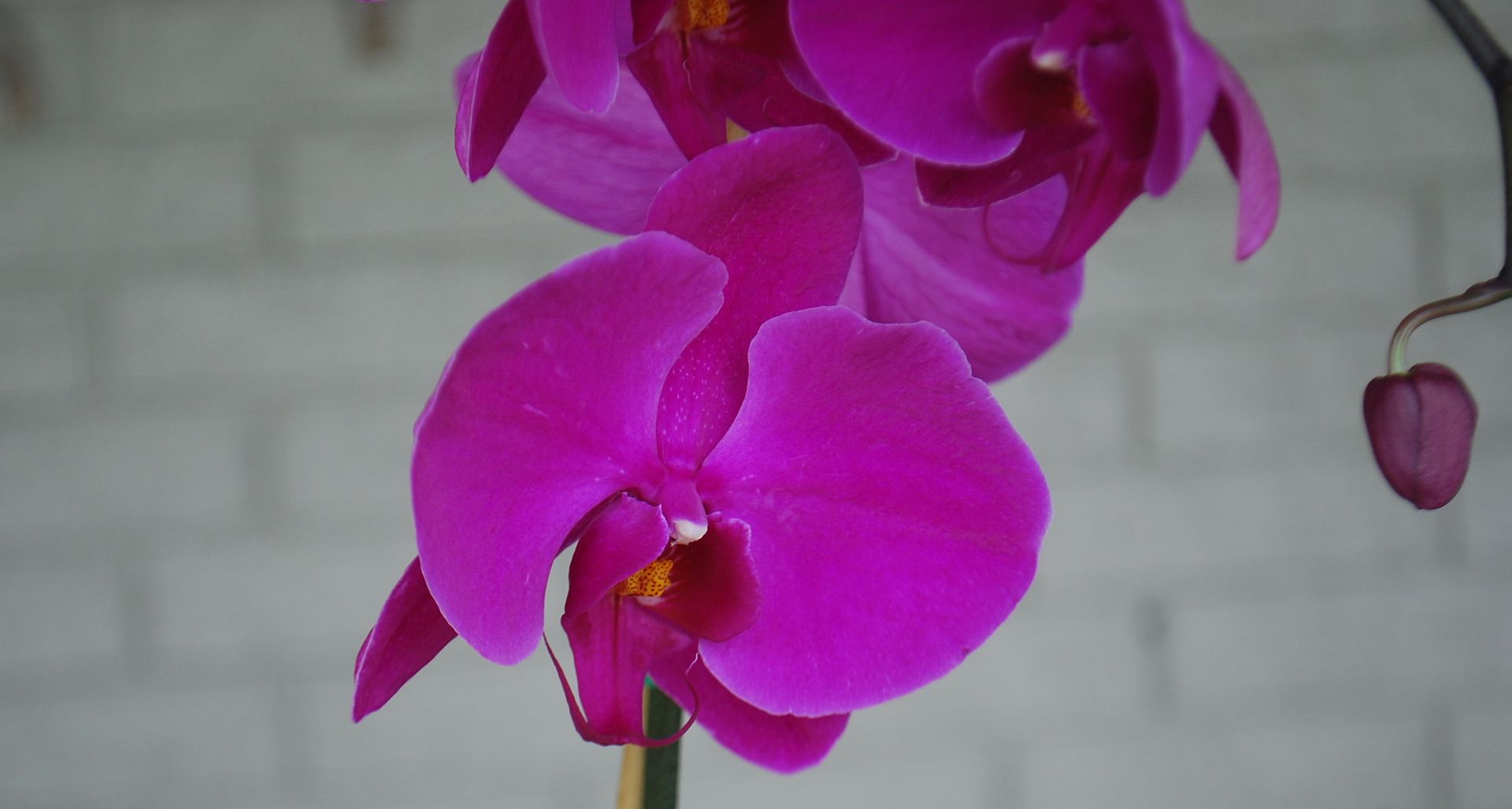 Orchid - May2010