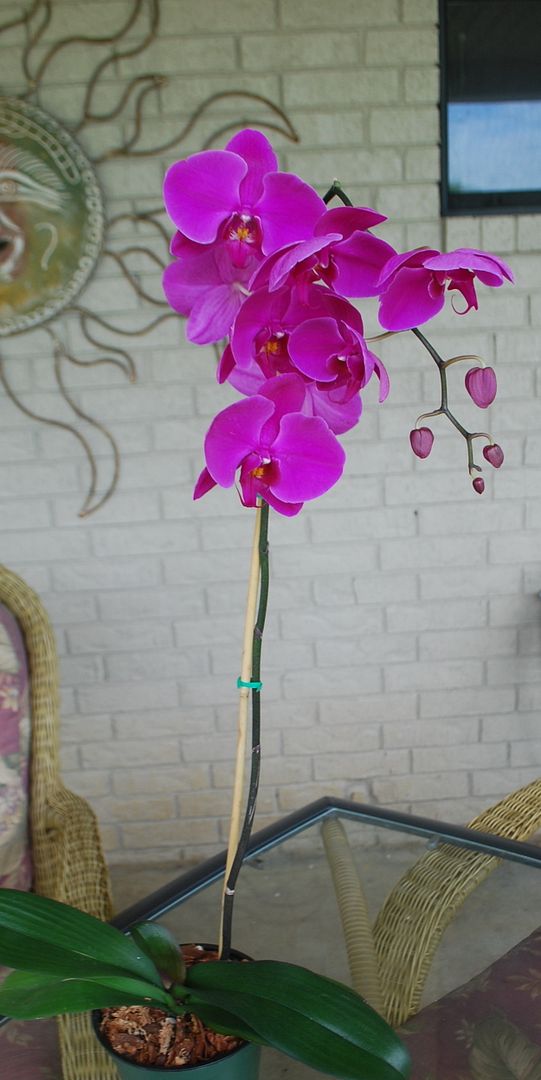 Orchid - May2010