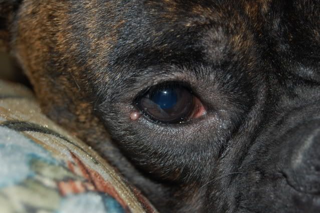 P Close To Eye Boxer Forum Breed Dog Forums Report This Image