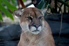 Rare Black Bobcat Captured In Florida! - Florida Panthers: Can We Save ...