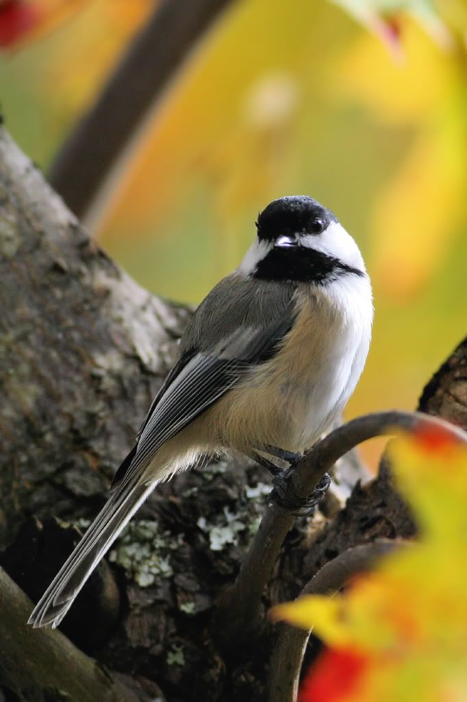 Autumn Bird Portraits - *Chickadee*, from the Poconos, PA -- Birds in ...