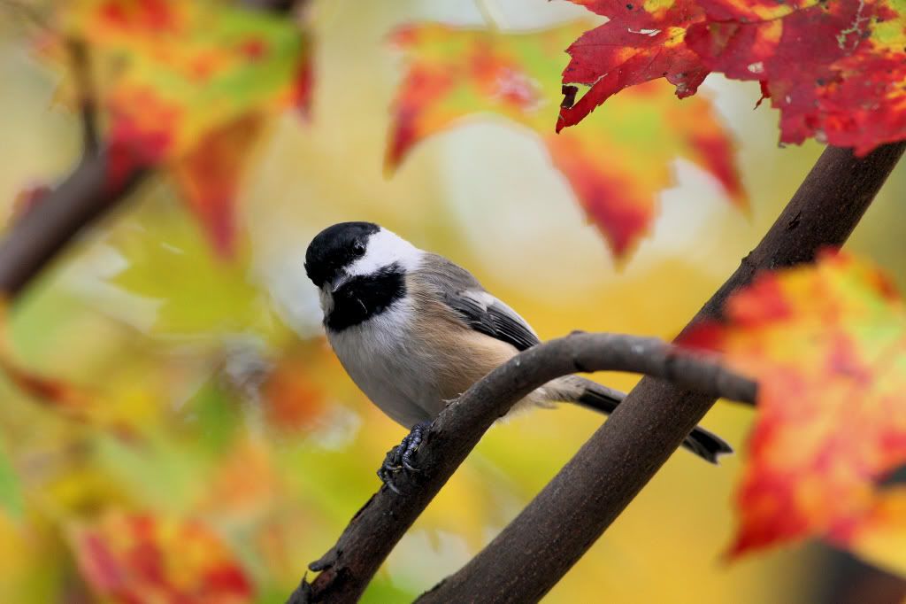 Autumn Bird Portraits - *Chickadee*, from the Poconos, PA -- Birds in ...