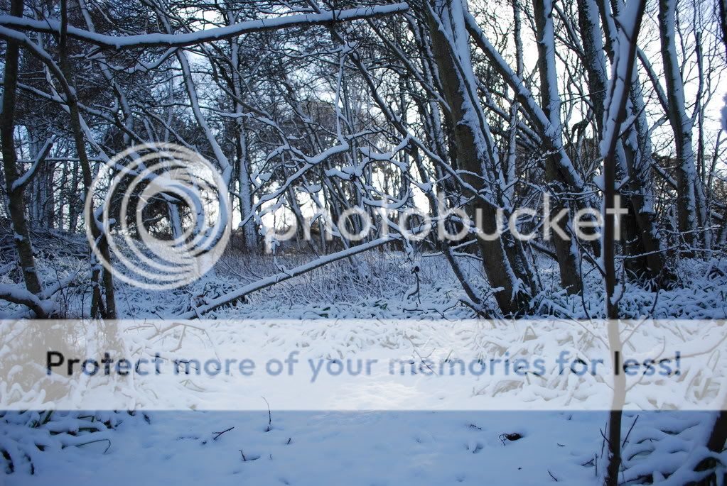 https://i93.photobucket.com/albums/l70/White-Fusion/DSC_0534.jpg
